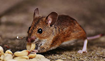24 Hour & Emergency Exterminators in Green Brook, NJ
